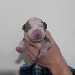 Sue Storm - Silver female Great Dane puppy in Florida from Beachside Kennels