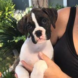 Boxer Puppies from Moonlite Boxers