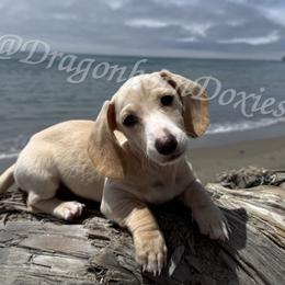 Dachshund All Grown Up from melissa Milano