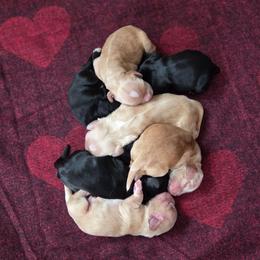 Boy 5 - Black and white male Cocker Spaniel puppy in Marshfield, Wisconsin from Gingerale Cockers and Cockapoos