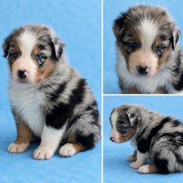 Shadow - Blue merle male Australian Shepherd puppy in Marshall, Virginia from Aussie Tales Farm