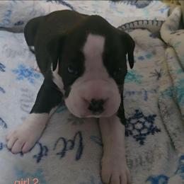 Girl 2 - Brindle female Boxer puppy in Temple, Georgia from B&B Boxers