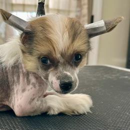 Hairy hairless - Pink and slate male Chinese Crested puppy in Rockvale, Tennessee from Cosmic Chinese Cresteds & Wind-Echo Poodles