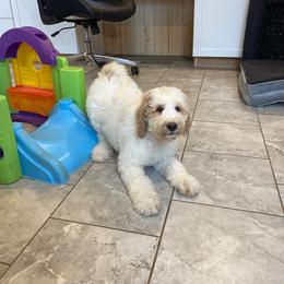 Blueberry - Parti female Goldendoodle puppy in Sugarcreek, Ohio from True Hearted Doodles