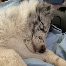 Shetland Sheepdog All Grown Up from Odyssey Shetland Sheepdogs