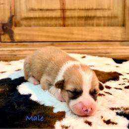 Male 4 - Fawn male Pembroke Welsh Corgi puppy in Johnson City, Texas from McCall Creek Corgis