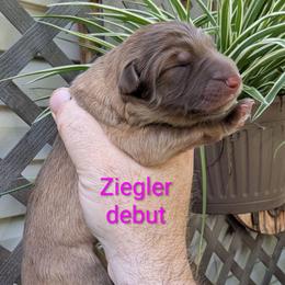 Ziegler - Liver female German Shepherd puppy in Olean, New York from F&B Kennels