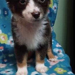 Daisy - Red tri female Toy Australian Shepherd puppy in Humansville, Missouri from Tater Tot aussies