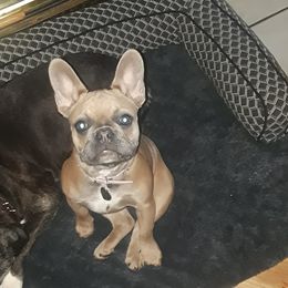 Coco - French Bulldog