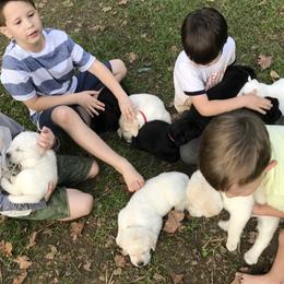 Labrador Retriever Puppies from Kingridge Kennels