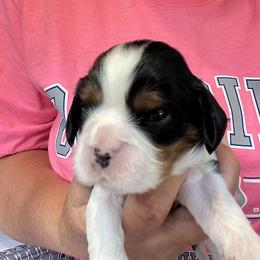 Boy 1 - Tri-color male Cavalier King Charles Spaniel puppy in Morriston, Florida from Cutesy Cavaliers