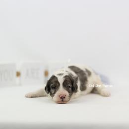 Indy (White Collar Girl) - Merle female Cavapoo puppy in Republic, Missouri from Red Skye Puppies