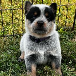 Purple Collar Girl 2 - Blue female Australian Cattle Dog puppy in Irvington, Kentucky from Dry Valley’s Australian Cattle Dogs