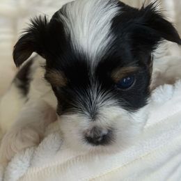 Heartthrob 2250 - Black tan and white male Biewer Terrier puppy in Cartersville, Georgia from Alpha Tiny Paws