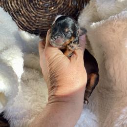 Boy 2 - Tri-color male Bernedoodle puppy in Superior, Arizona from Mountain Bridge Doodles
