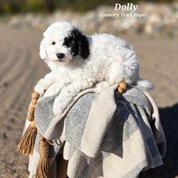 Goldendoodle and Poodle Puppies from Country Trail Pups