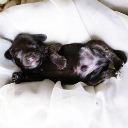 Baton Rouge - Brown male Schnoodle puppy in Grove, Oklahoma from Grand Lake Poodles & Doodles