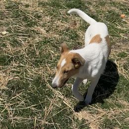 Collie Puppies from Lakeside Collies