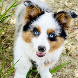 American Corgi, Companion Cross, Miniature Australian Shepherd, and Pembroke Welsh Corgi All Grown Up from FreckledCowgirlCorgis