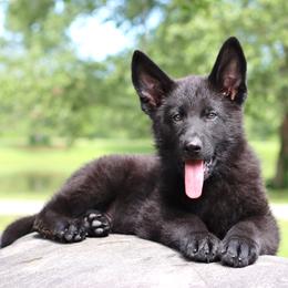 2nd Pick male - Black male German Shepherd puppy in Elkmont, Alabama from Oakmont Shepherds