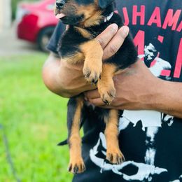 Rottweiler Puppies from Inexorable Haus Early Rotts
