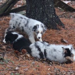 Australian Shepherd Puppies from RxAussies