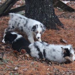 Australian Shepherd Puppies from RxAussies