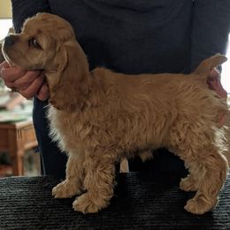 Cocker Spaniel Puppies from Jacobsen's Cockers