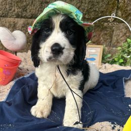 Rhys - Black white and tan male English Springer Spaniel puppy in Cookeville, Tennessee from Krossroads Kennel