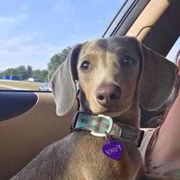 Foxy - Dachshund