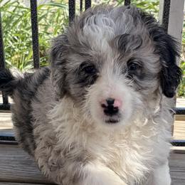 Tabitha - Blue merle female Aussiedoodle puppy in Rochester, Massachusetts from Harmony Hill Doodles