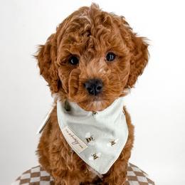 Hoops - Red  male Goldendoodle puppy in Jamestown, Kentucky from Milk & Honey Doodles