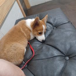 Black Thumb's Aces Over 8s - Red male Pembroke Welsh Corgi puppy in Easley, South Carolina from Black Thumb Homestead