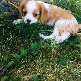 Cavalier King Charles Spaniel Puppies from Blueberry Hill Cavaliers