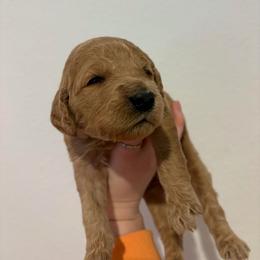 Helaena - Apricot female Goldendoodle puppy in Richmond, Texas from Harper’s Heartbeats