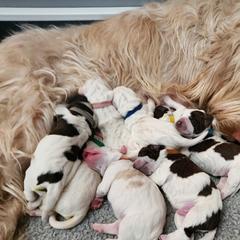 Spinoni Italiani from Sugar River Spinoni