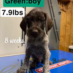 Boy 4 Green - Liver and white male German Wirehaired Pointer puppy in Harrisville, Pennsylvania from Black Creek GWP