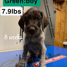 Boy 4 Green - Liver and white male German Wirehaired Pointer puppy in Harrisville, Pennsylvania from Black Creek GWP
