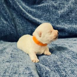McDuff - White male West Highland White Terrier puppy in Toronto, Ohio from Shekinah’s Mi-Kis & Cricket Hill’s Westies