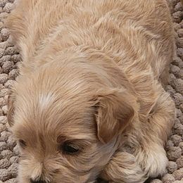 Maltese and Maltipoos from Stephanie Jennings
