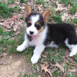 Pembroke Welsh Corgi Puppies from Whetstone Creek Corgis