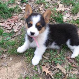 Pembroke Welsh Corgi Puppies from Whetstone Creek Corgis