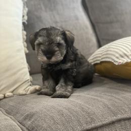 Miniature Schnauzer Puppies from JC miniature schnauzers