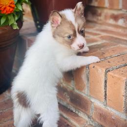 Panda - Chocolate female Pomsky puppy in Greenville, South Carolina from Thicketty Mountain Pomskies