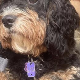 Bernedoodles from Diamond L Doodles