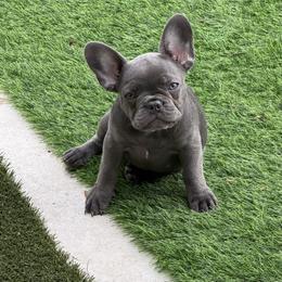 Skye-Lt Blue - Blue female French Bulldog puppy in Palm Coast, Florida from Calypso Island French Bulldogs