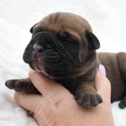 Baron - Fawn male Bullmastiff puppy in Chickasha, Oklahoma from Rustic Lace