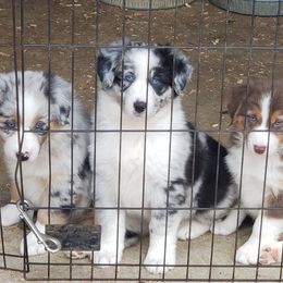 Australian Shepherd Puppies from Red Feather Aussies