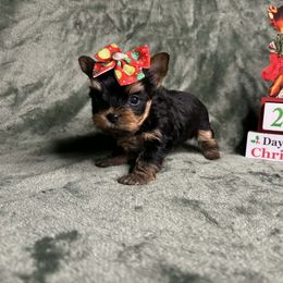 No white Female - Black and tan female Yorkshire Terrier puppy in Georgia from Nalley Kennels