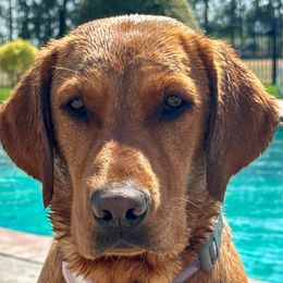 Maui - Labrador Retriever